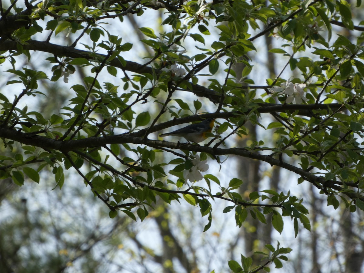 Northern Parula - Peter Wynnyk