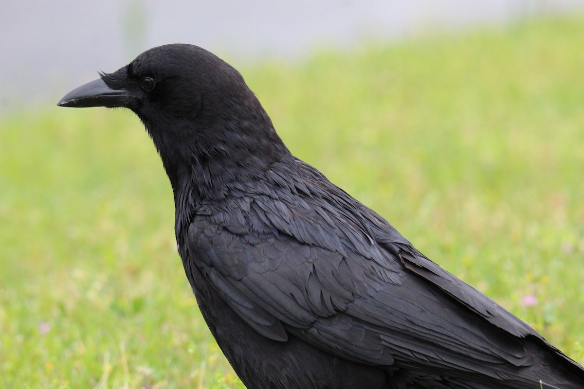 American Crow - ML560654641