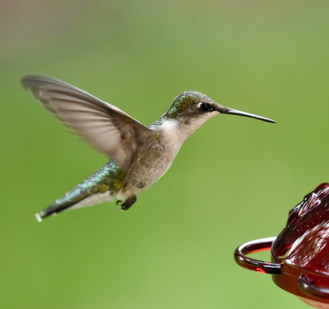 Ruby-throated Hummingbird - ML560654871