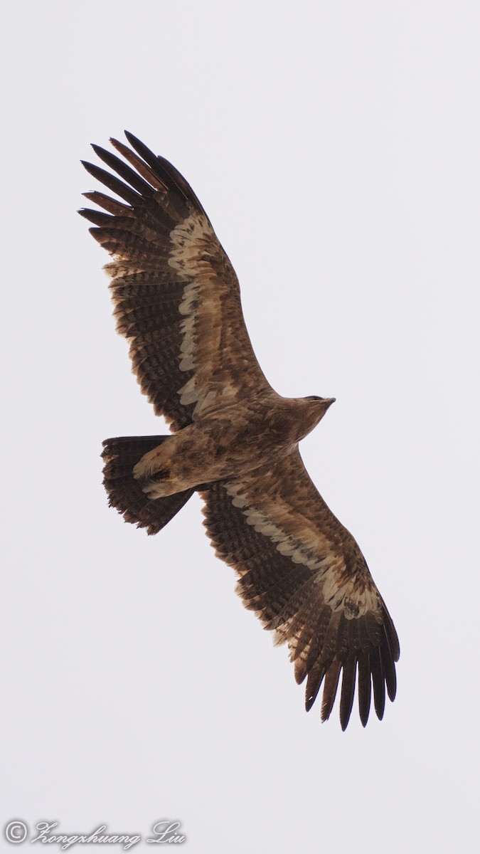 Steppe Eagle - ML560655091