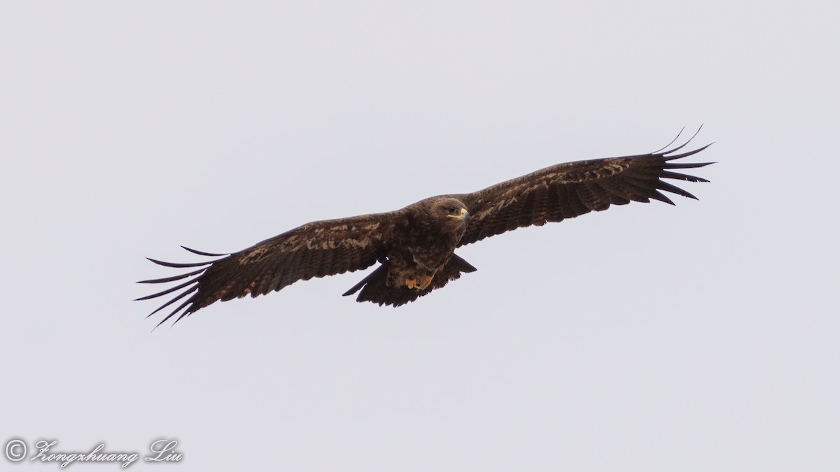 Steppe Eagle - ML560655361