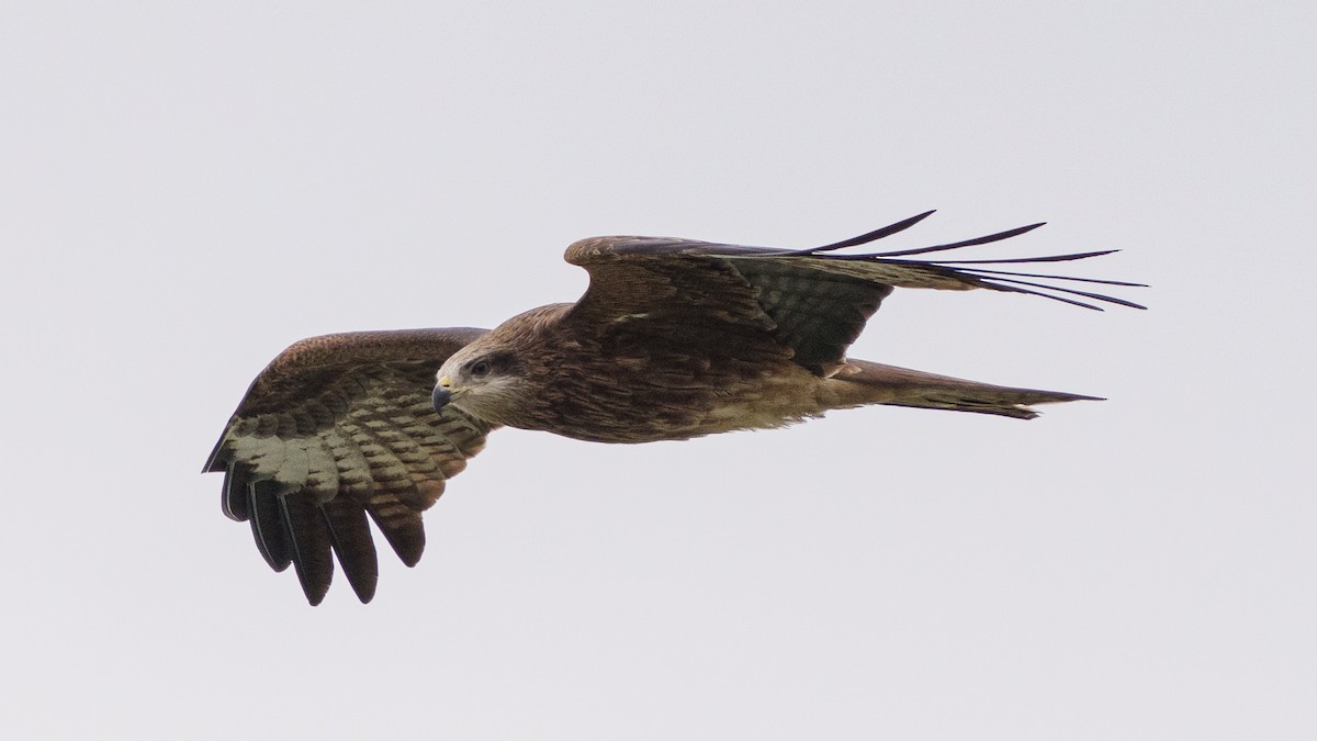 Black Kite - ML560655431