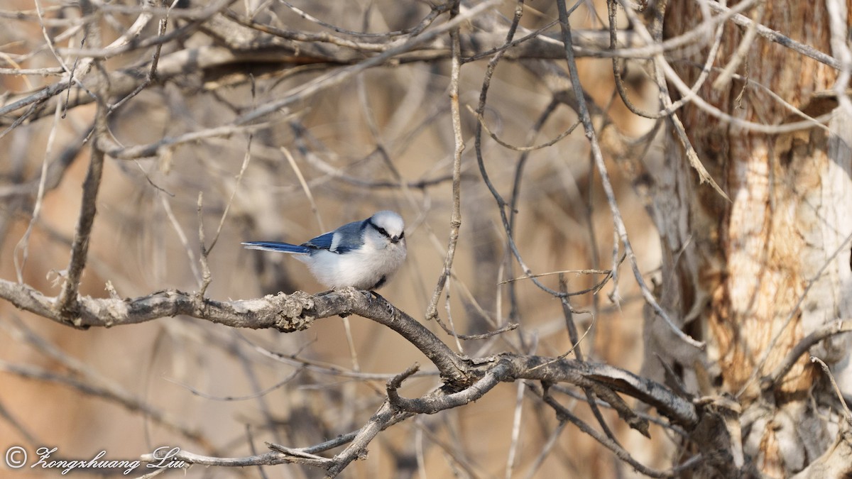 Azure Tit - ML560655691