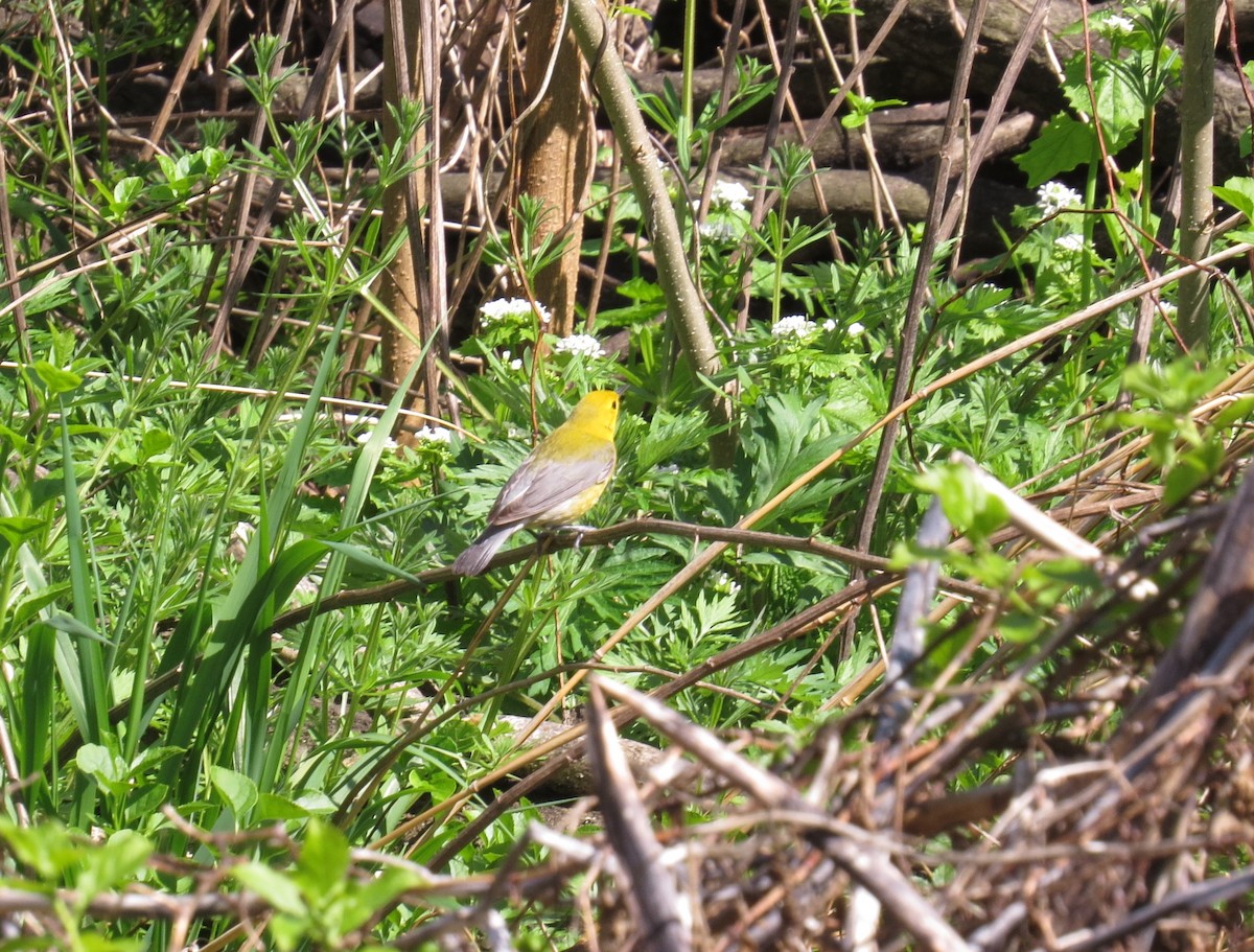 Prothonotary Warbler - ML56065591