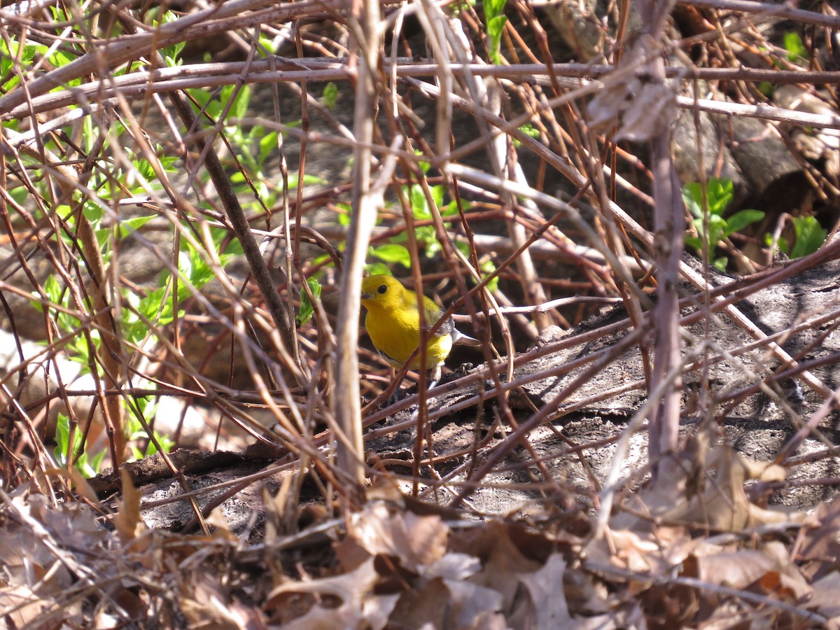 Prothonotary Warbler - ML56065601