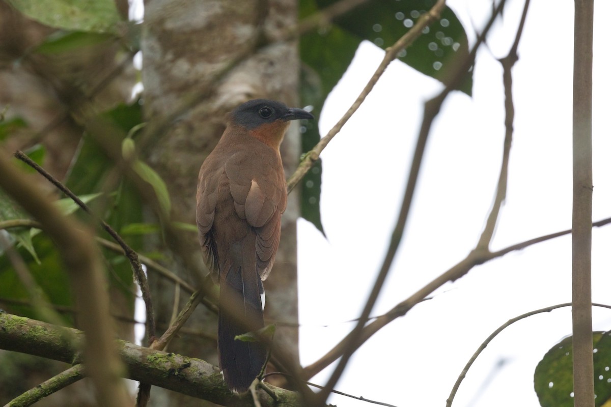 Gray-capped Cuckoo - ML560656091