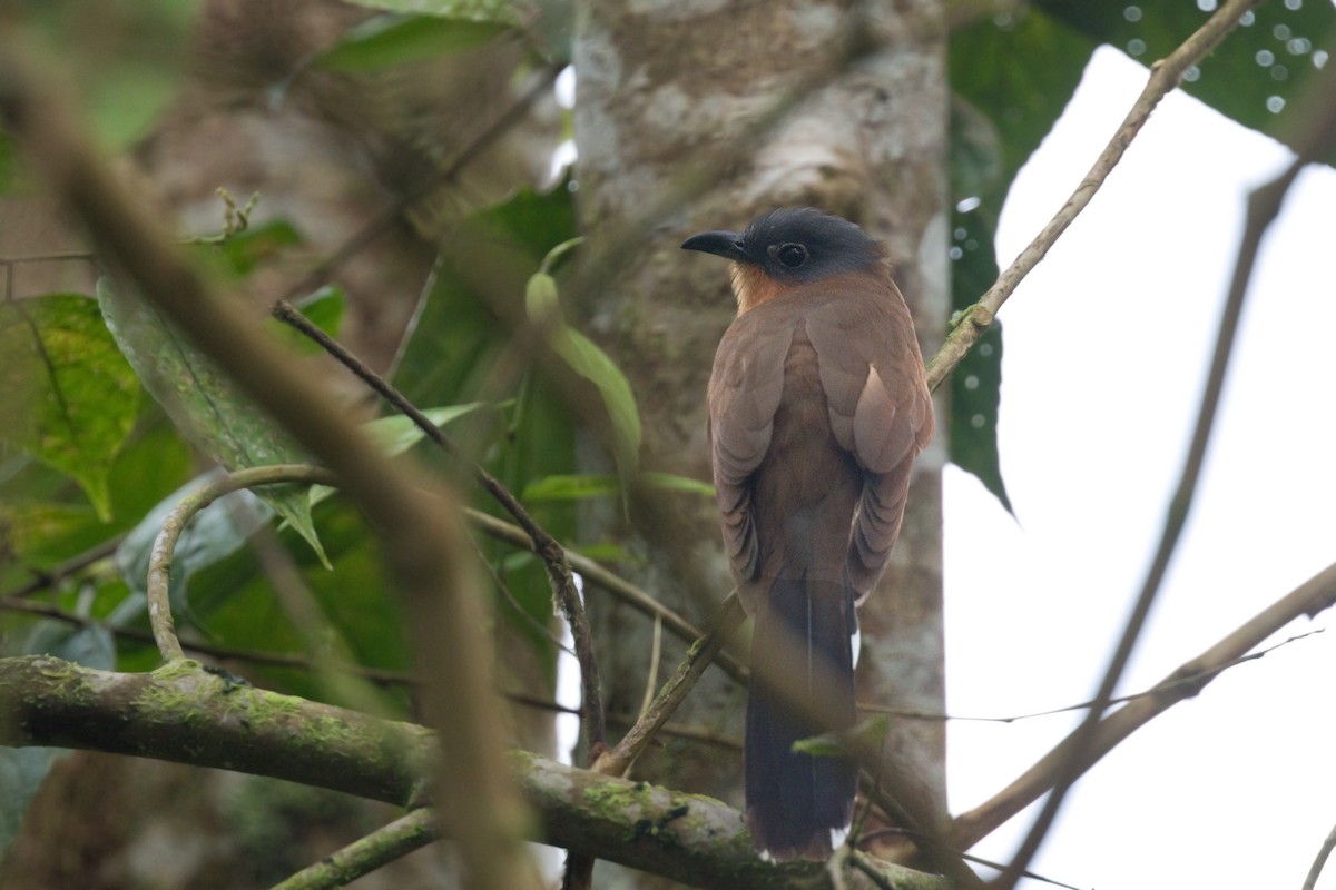 Gray-capped Cuckoo - ML560656101