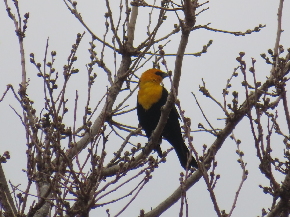 Yellow-headed Blackbird - ML560656111