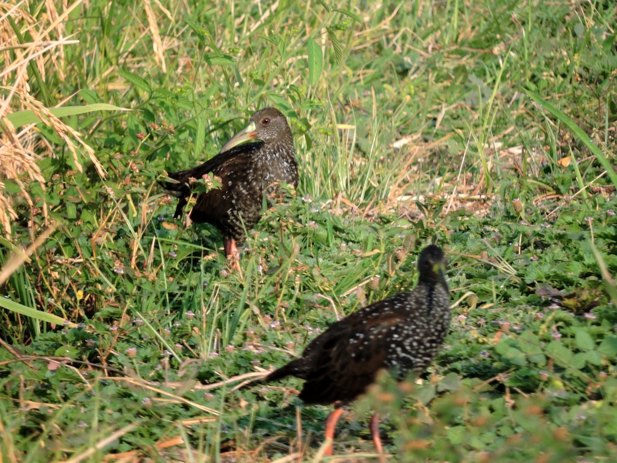 Spotted Rail - ML560656151