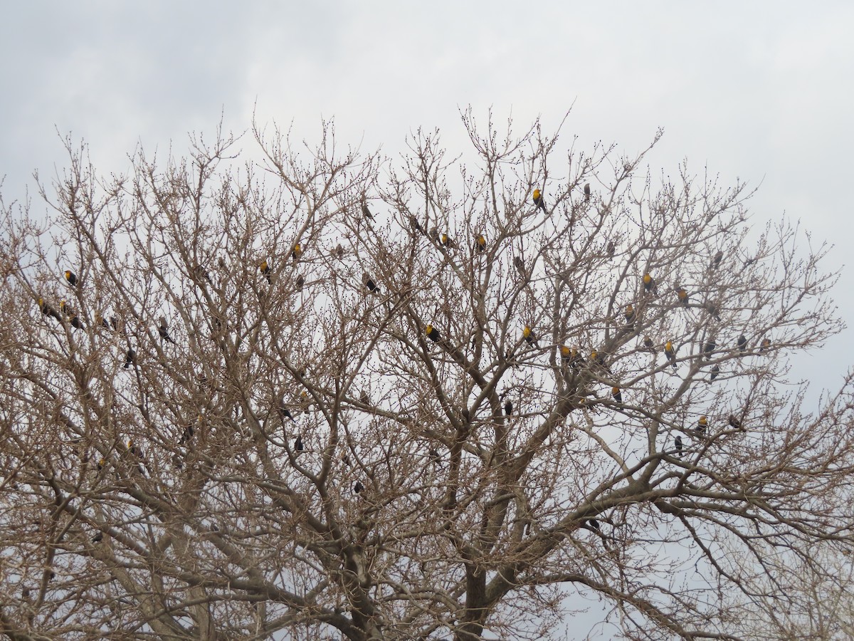 Yellow-headed Blackbird - ML560656191