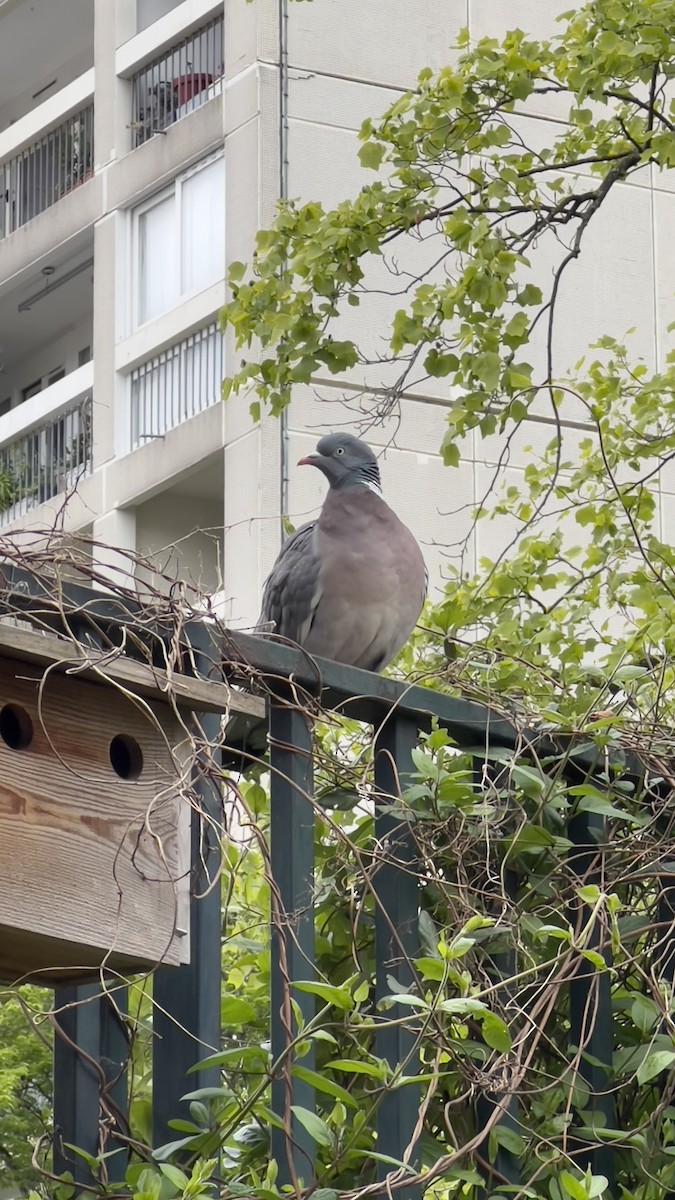 Common Wood-Pigeon - ML560656241