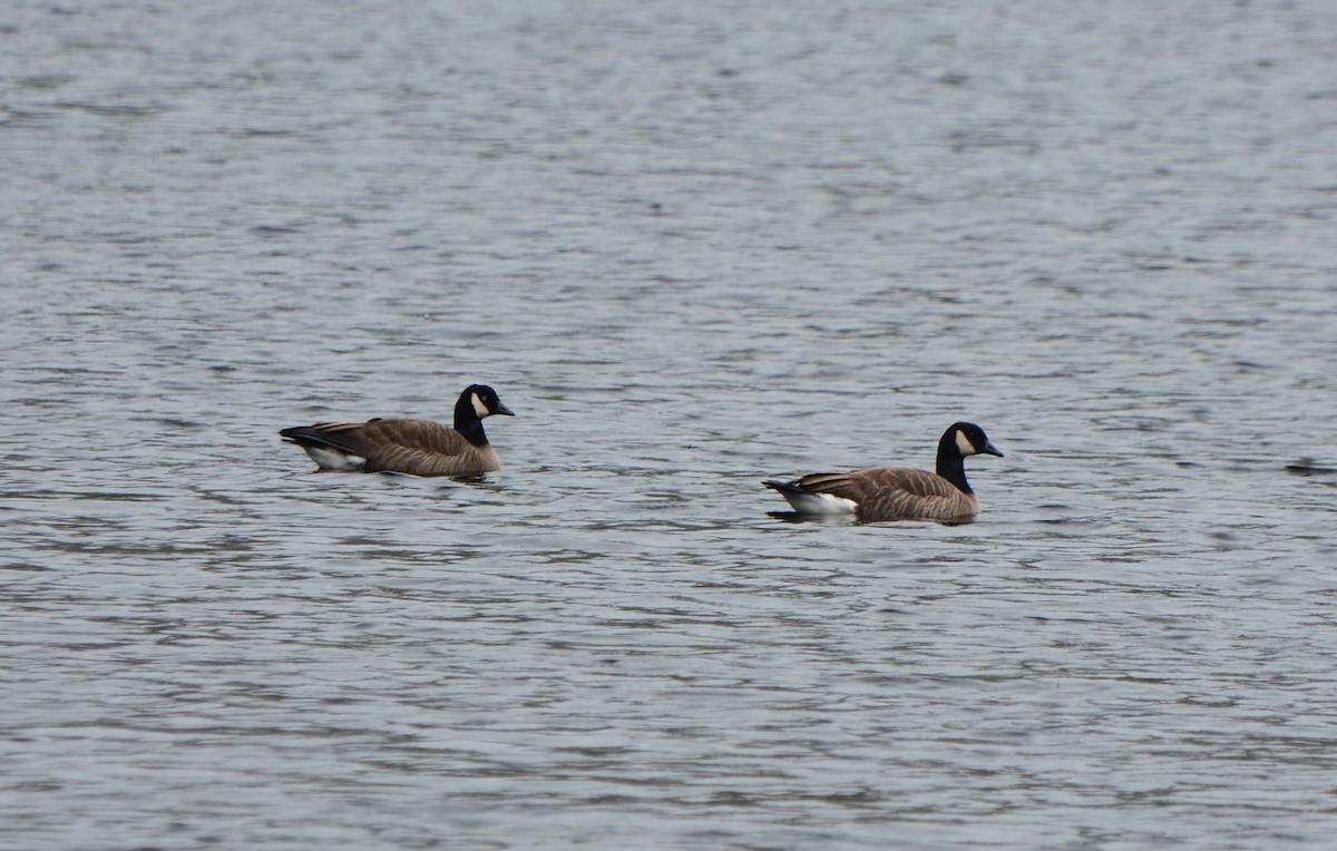 Cackling/Canada Goose - Nat Drumheller