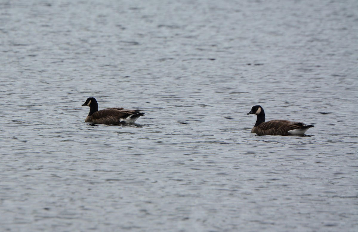 Cackling/Canada Goose - ML560656681