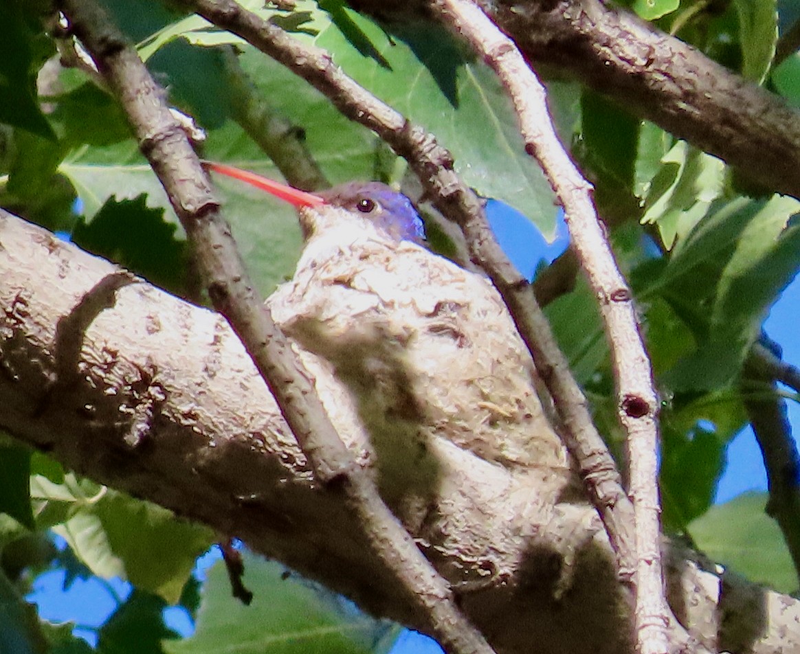 Violet-crowned Hummingbird - ML560657401