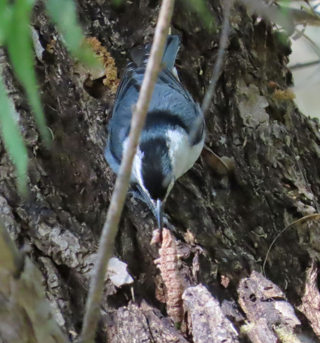 White-breasted Nuthatch (Interior West) - ML560657581