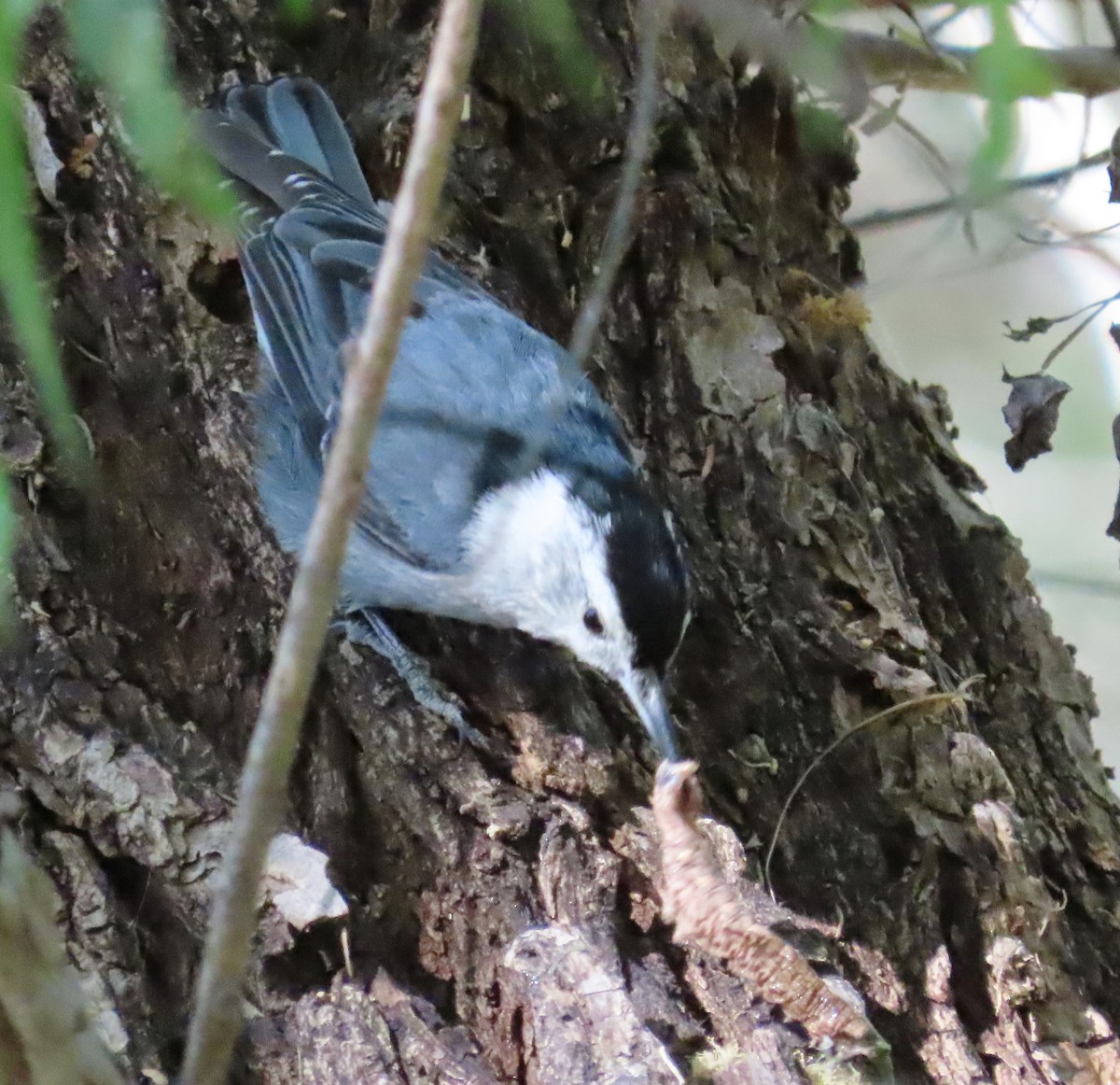 White-breasted Nuthatch (Interior West) - ML560657591
