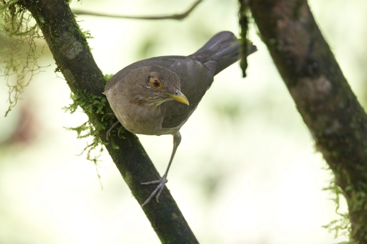 Ecuadorian Thrush - ML560657711