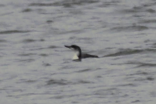 Red-throated Loon - ML560657771