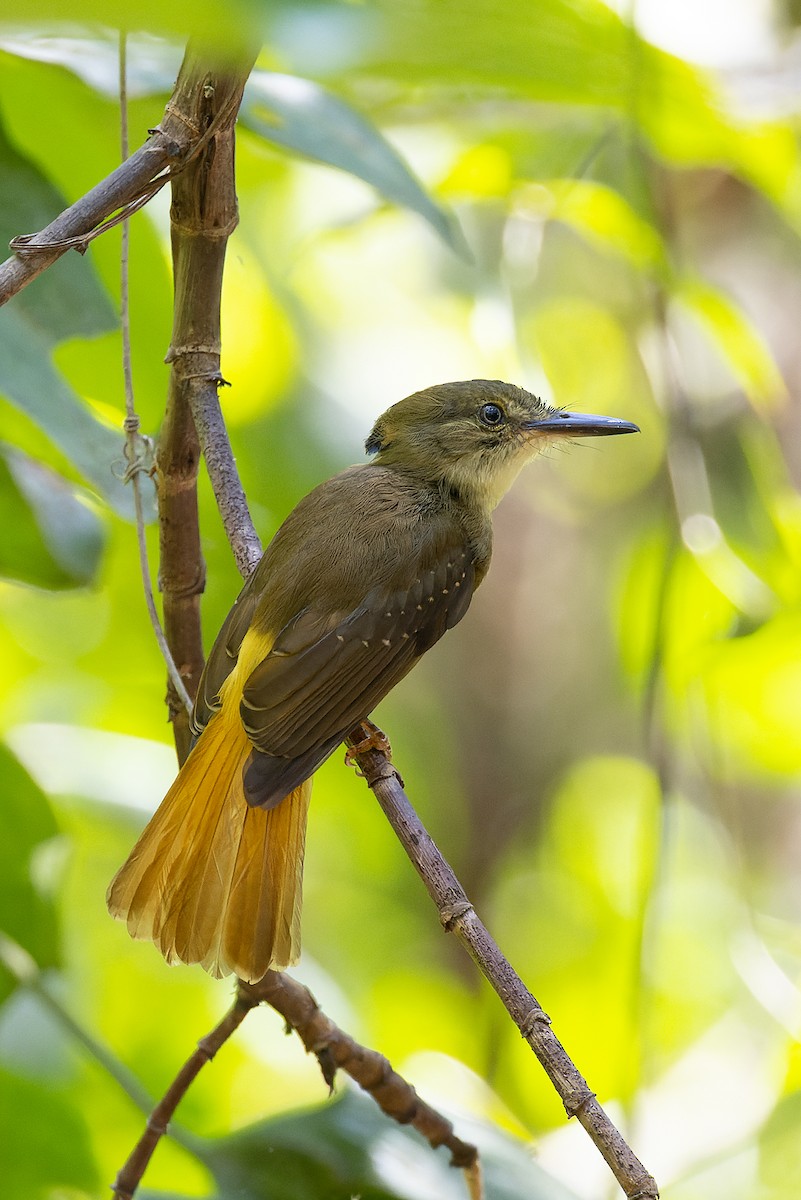 Tropical Royal Flycatcher - Graham Ella