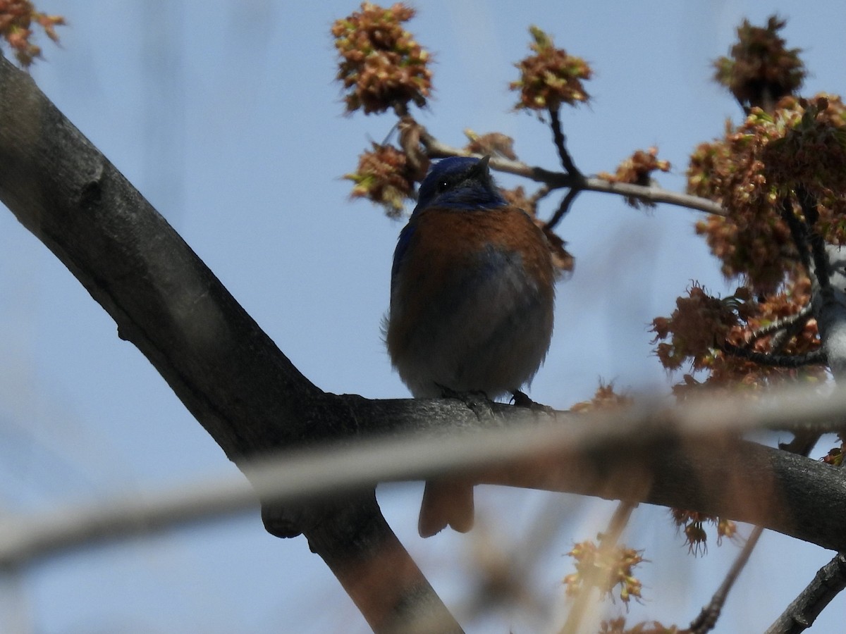 Western Bluebird - Margaret Mackenzie