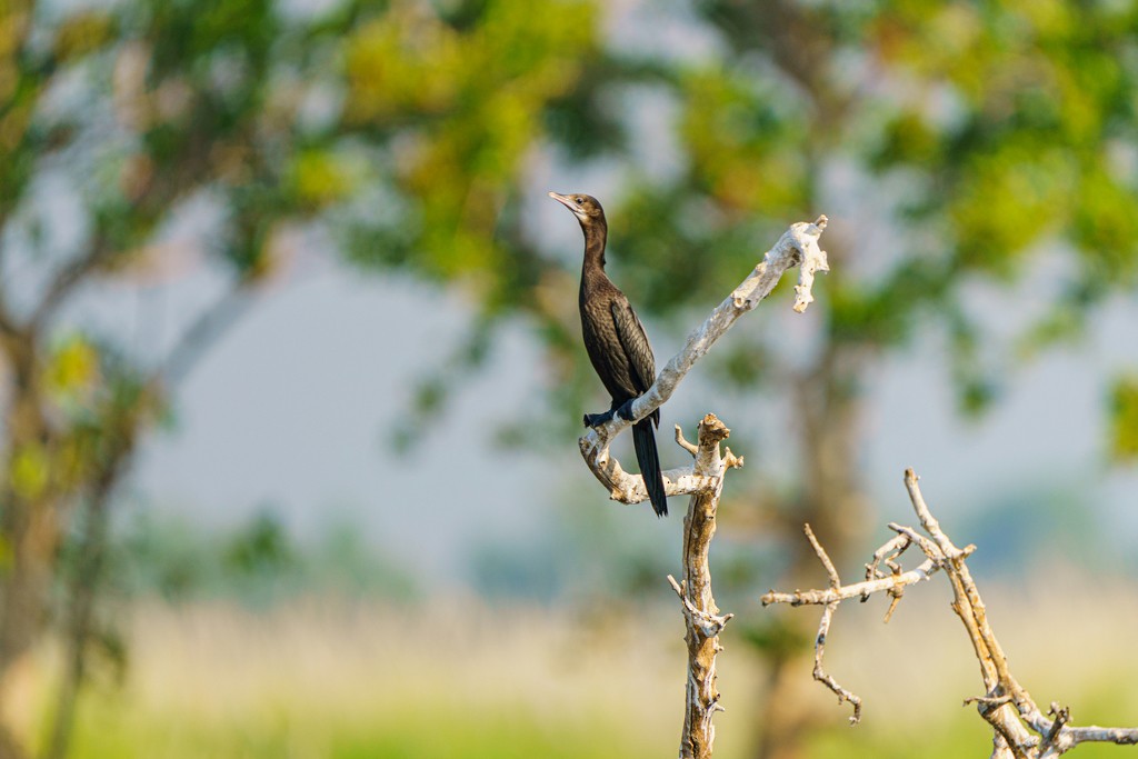 Little Cormorant - Woramate Boonyavantang