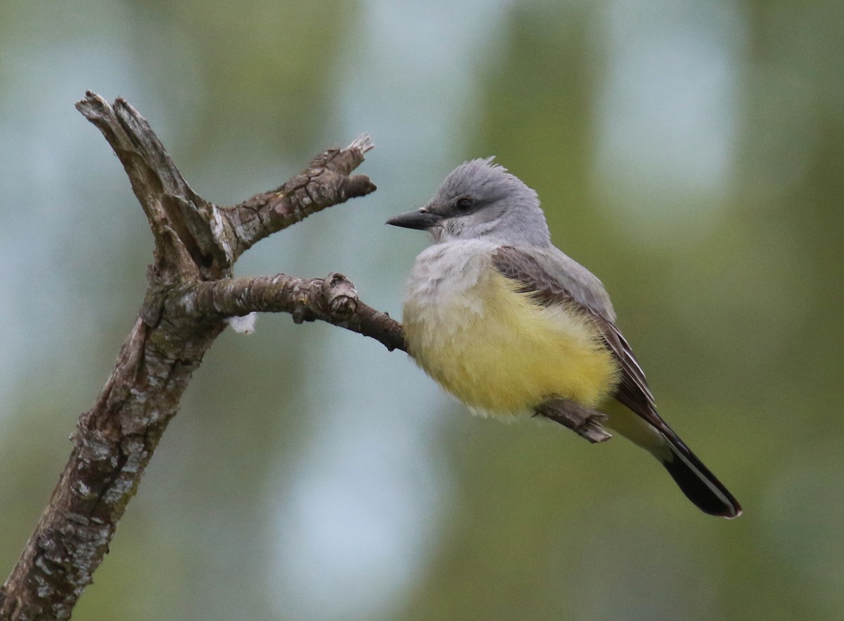 Western Kingbird - ML56065941