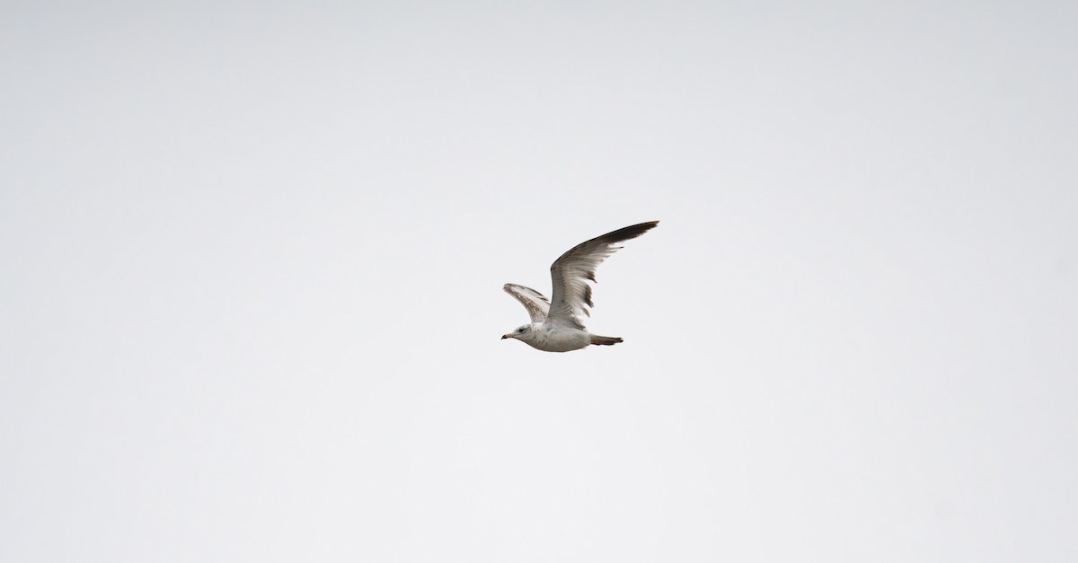 Ring-billed Gull - ML560660141