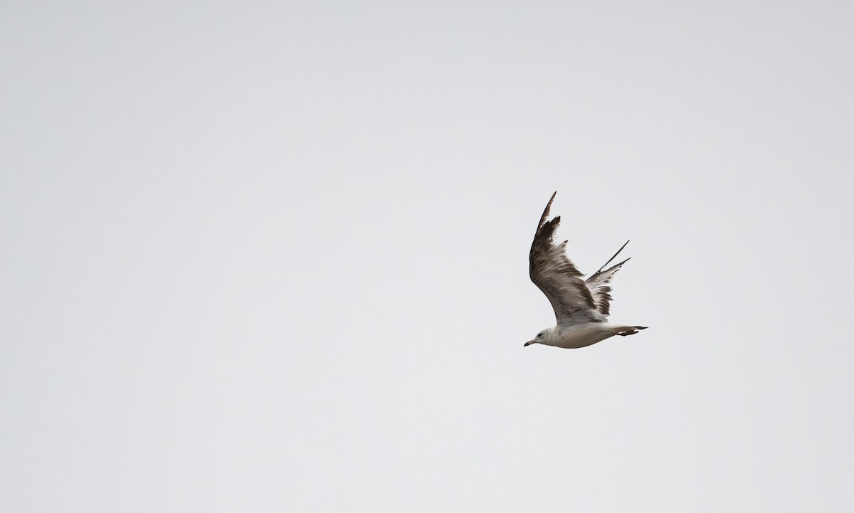 Ring-billed Gull - ML560660151