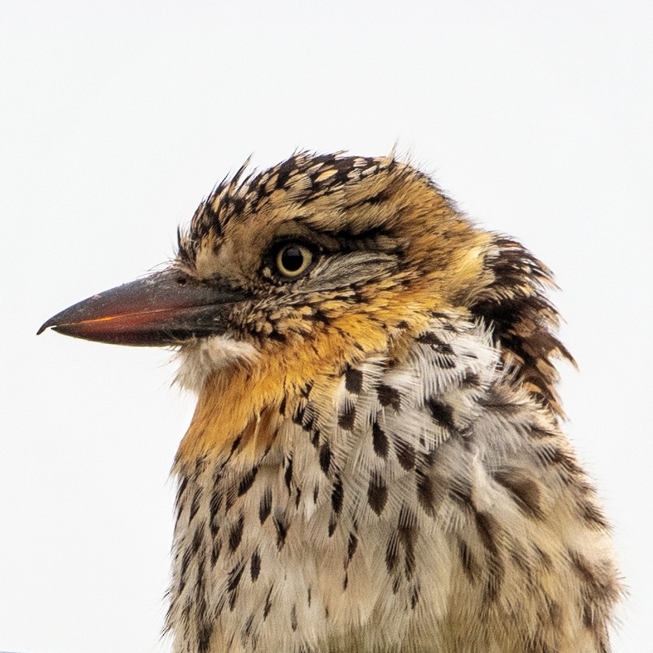 Spot-backed Puffbird - ML560660931