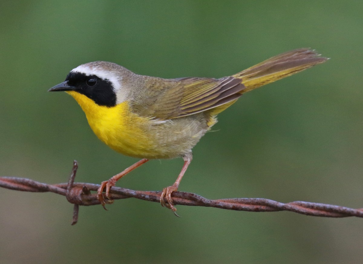 Common Yellowthroat - ML56066101