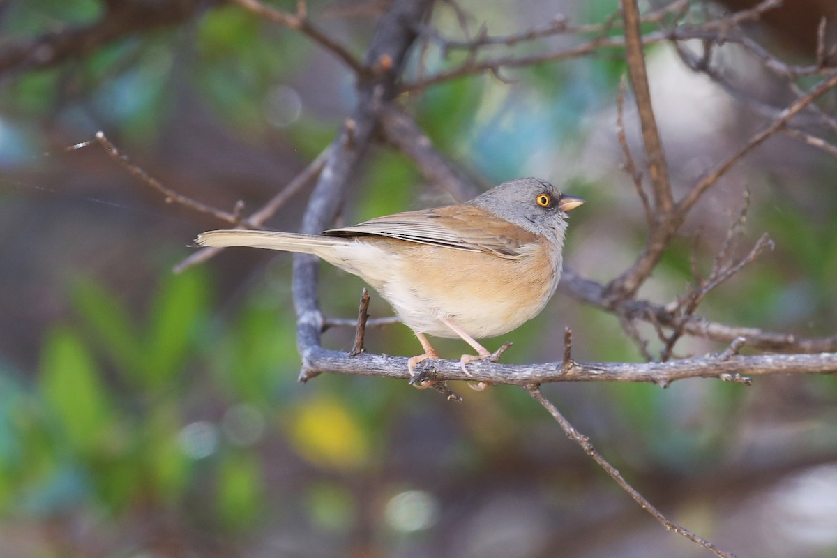 Baird's Junco - ML560661281