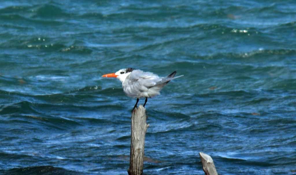 Royal Tern - ML560662661