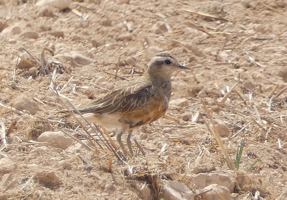 Eurasian Dotterel - ML560663351