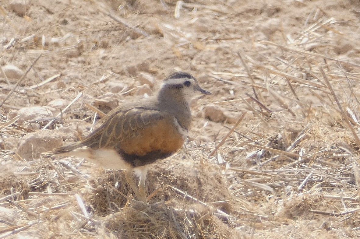 Eurasian Dotterel - ML560663821