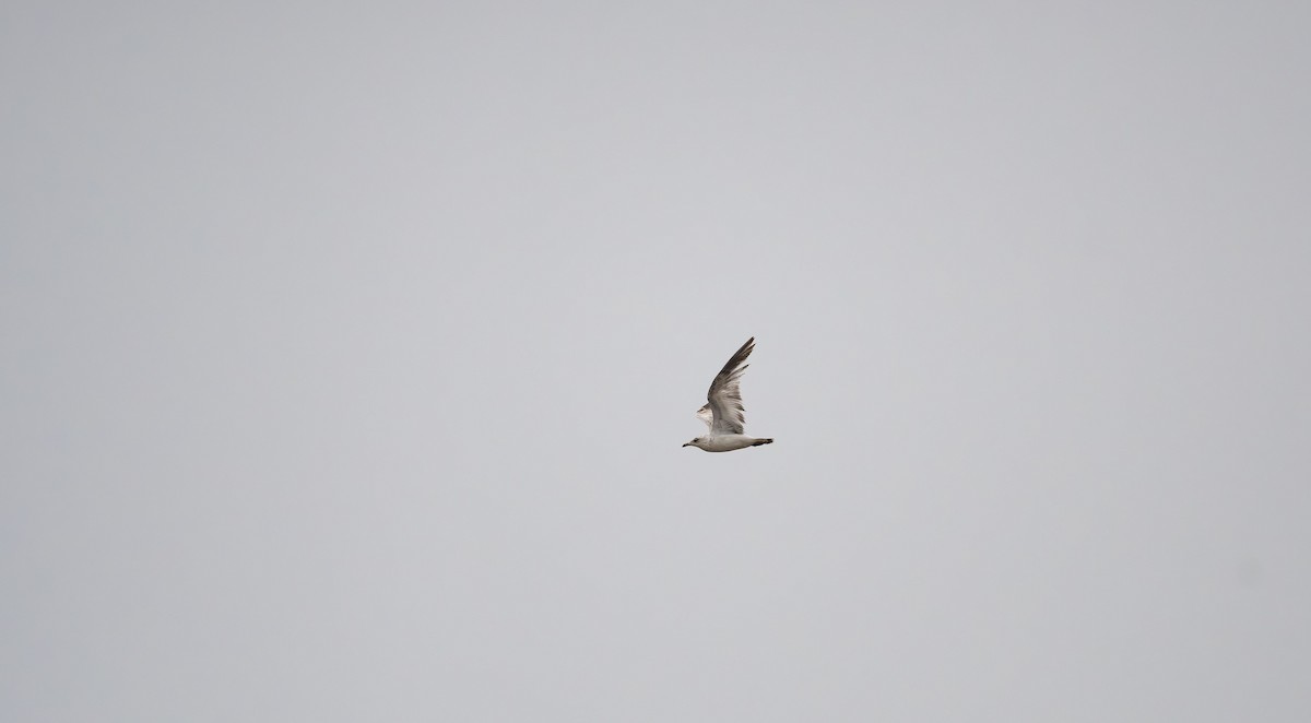 Ring-billed Gull - ML560664091