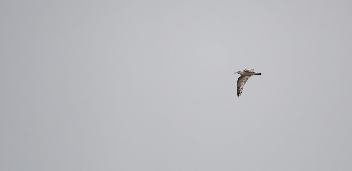 Ring-billed Gull - ML560664231