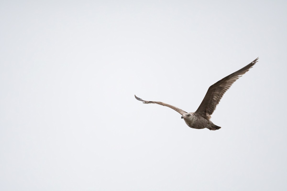 American Herring Gull - ML560664791