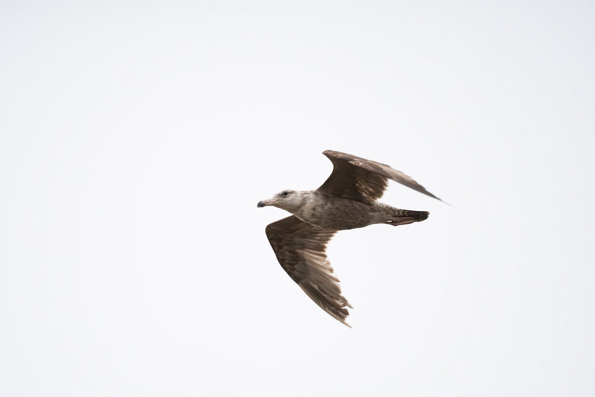 American Herring Gull - ML560664801