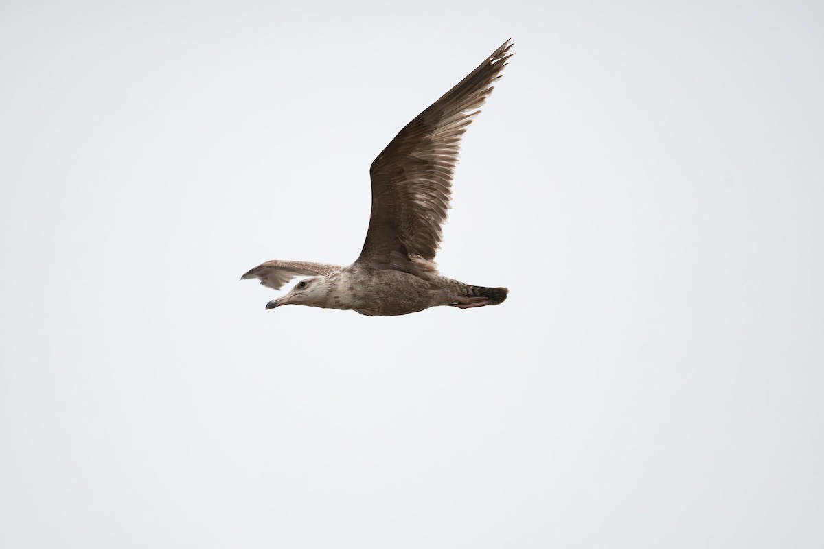 American Herring Gull - ML560664811