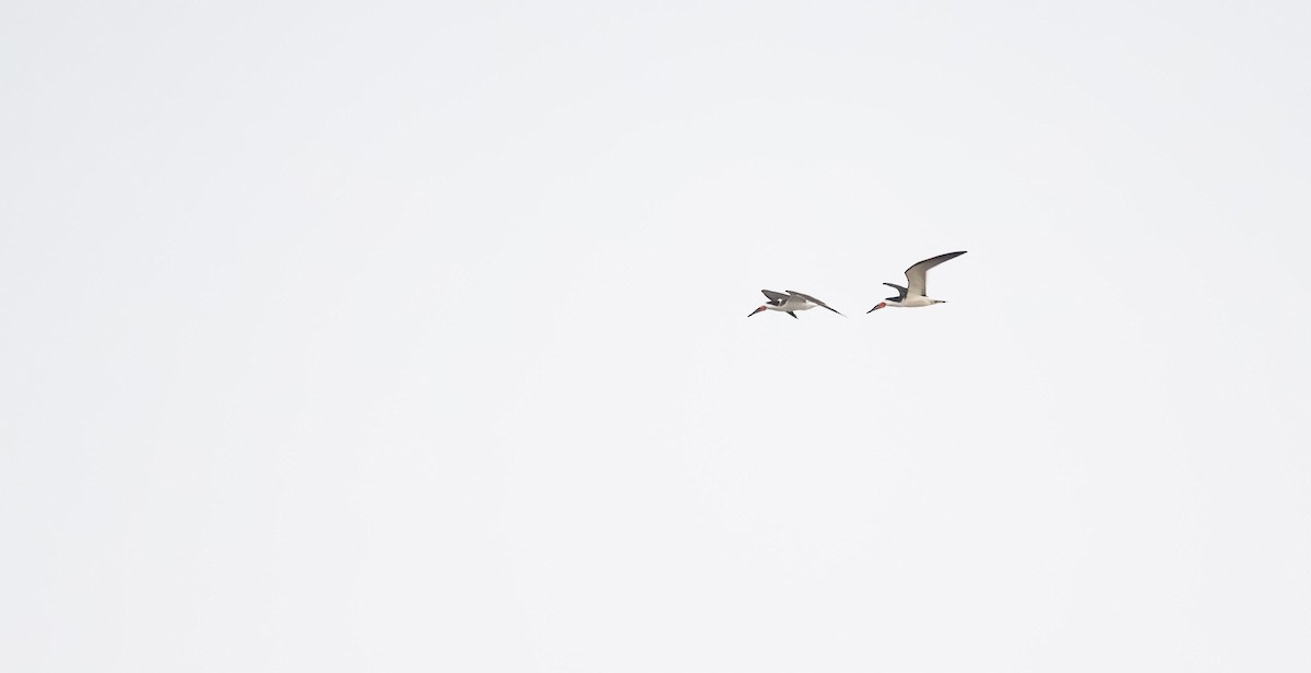 Black Skimmer - ML560665291