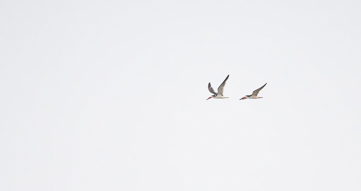 Black Skimmer - ML560665301
