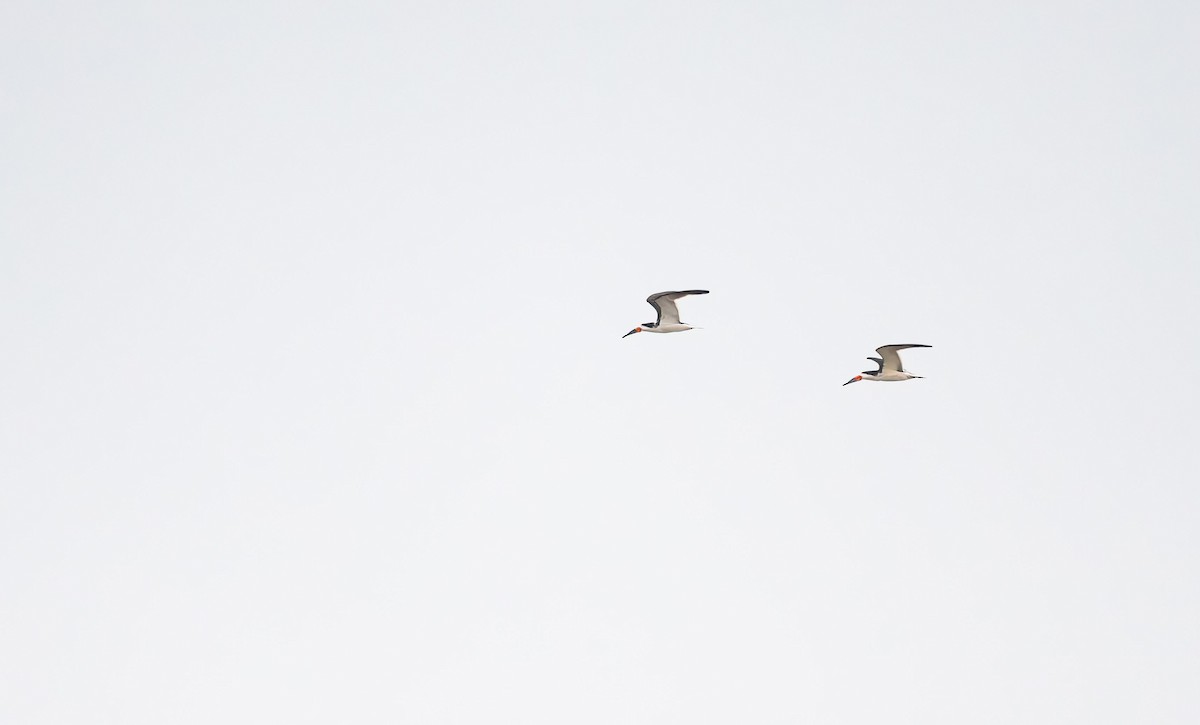 Black Skimmer - ML560665311