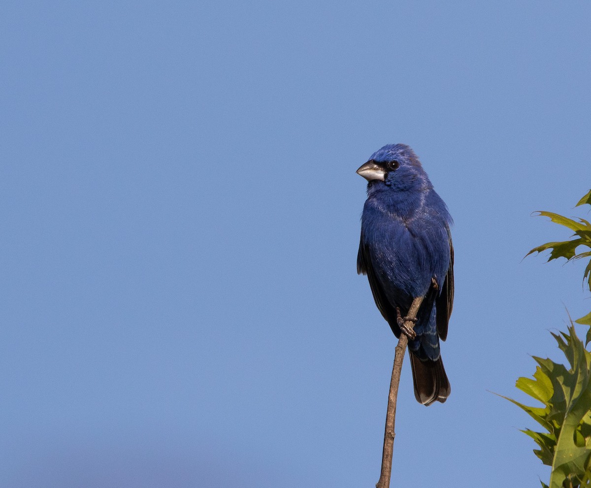 Blue Grosbeak - ML560665381