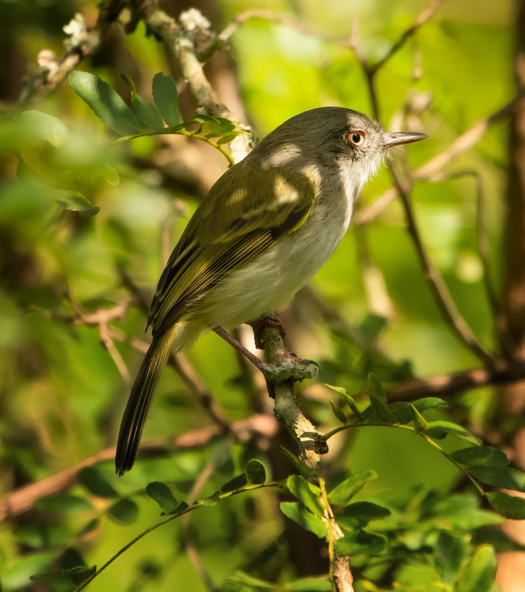 Pearly-vented Tody-Tyrant - ML560665511