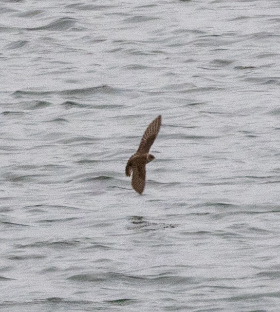 Northern Rough-winged Swallow - ML560665671