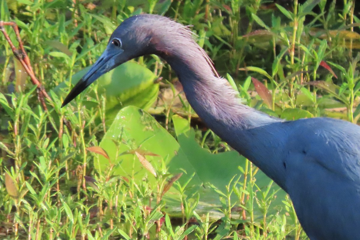 Little Blue Heron - ML560665711