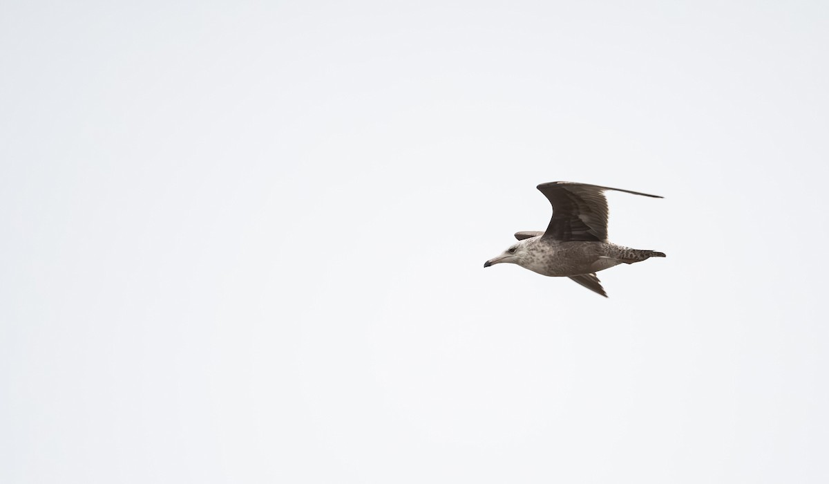 American Herring Gull - ML560665991