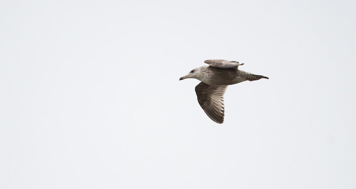 American Herring Gull - ML560666001