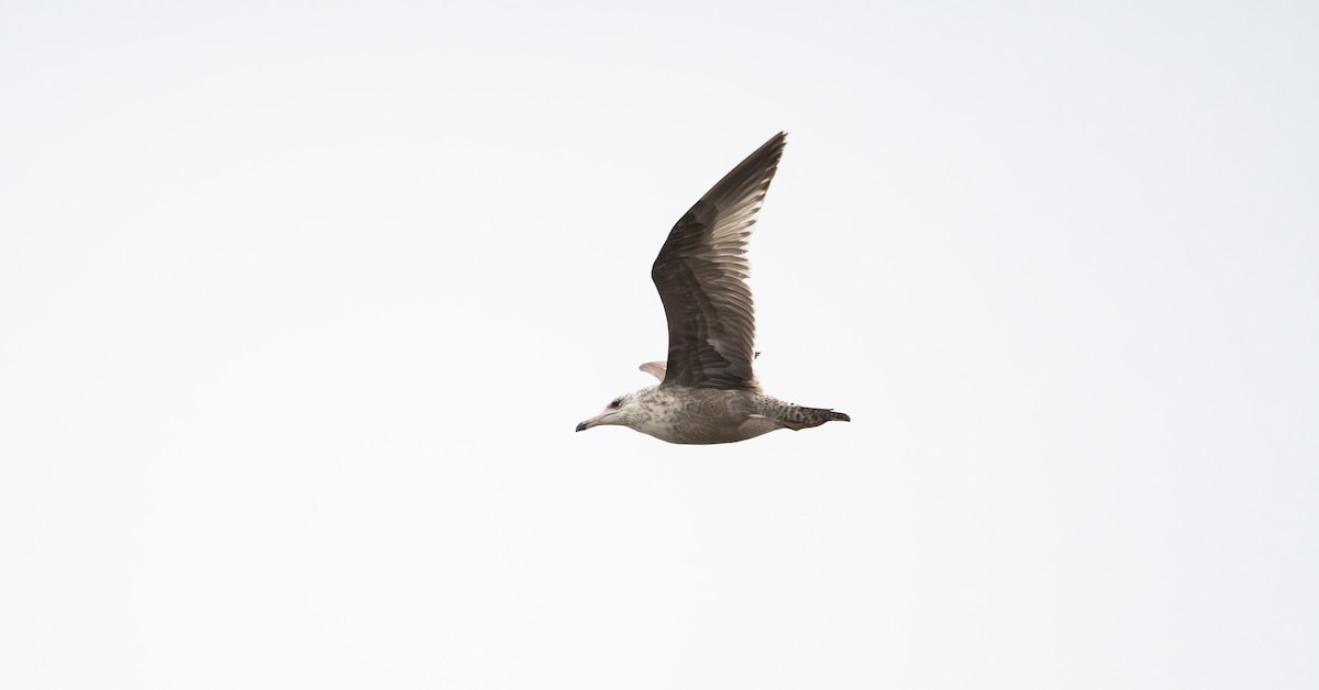 American Herring Gull - ML560666011