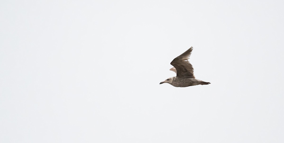 American Herring Gull - ML560666821